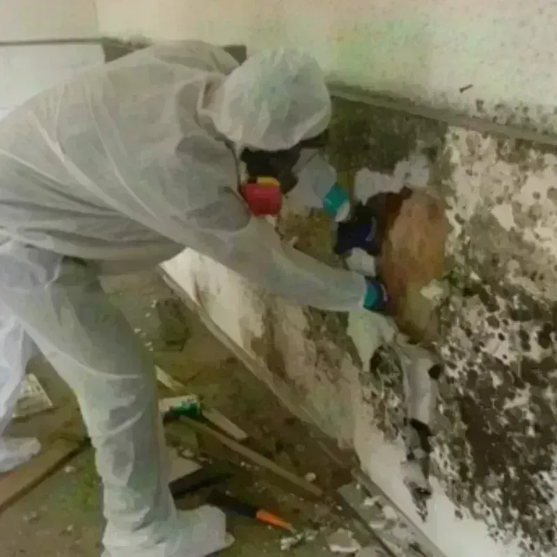 Mold Remediation and Removal in Saltillo, MS